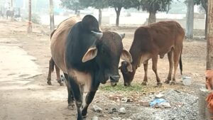 MOV_5026.MP4_snapshot_00.00_[2026.01.02_07.06.09]