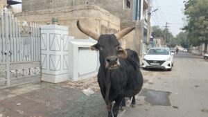 WhatsApp Image 2026-02-17 at 05.46.45