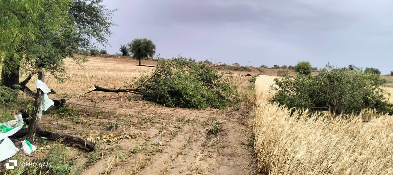 WhatsApp Image 2026-04-03 at 17.42.17