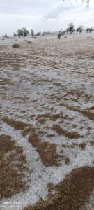 WhatsApp Image 2026-04-03 at 22.00.16