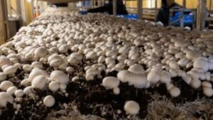 WhatsApp Image 2026-04-09 at 15.41.41 (1)