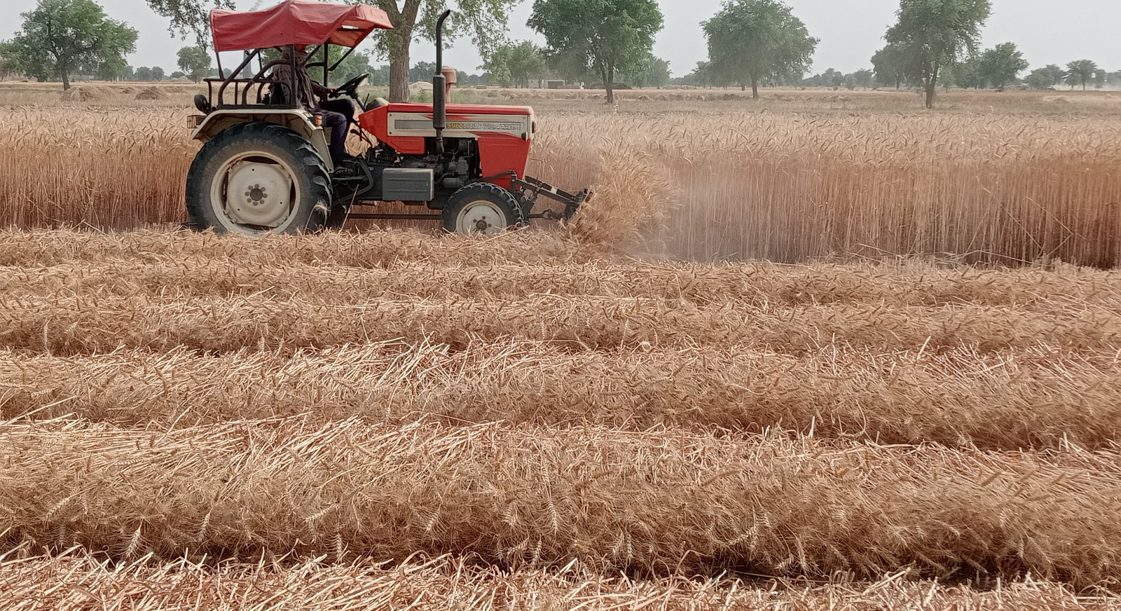 WhatsApp Image 2026-04-15 at 20.07.58